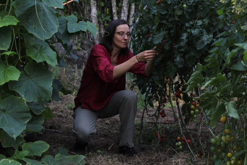 A woman kneeling next to a tomato plant, checking its leaves