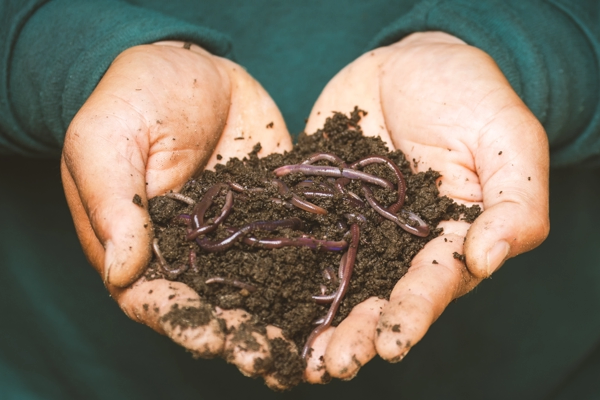 Hands holding a heap of soil teeming with earthworms