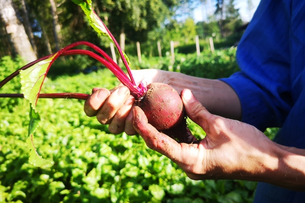 Close-up of hands holding a redbeet covered in soil