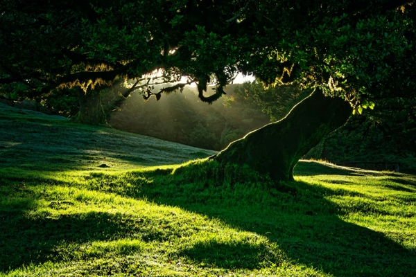 A majestic old tree leaning to the right, on a hill covered in green grass